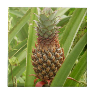 Vild Tropiska frukter av ananas Kakelplatta