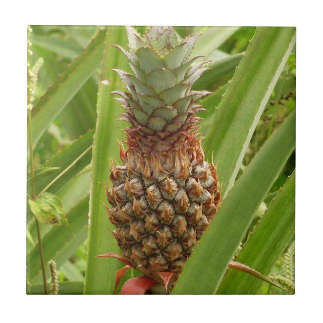 Vild Tropiska frukter av ananas Kakelplatta (Framsidan)