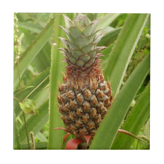 Vild Tropiska frukter av ananas Kakelplatta (Framsidan)