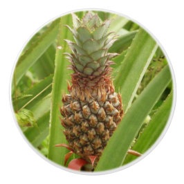 Vild Tropiska frukter av ananas Knopp
