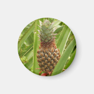 Vild Tropiska frukter av ananas Magnet