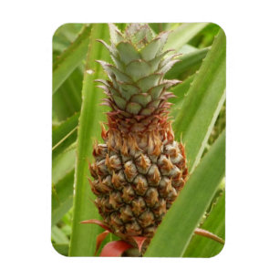 Vild Tropiska frukter av ananas Magnet