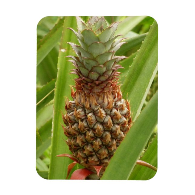 Vild Tropiska frukter av ananas Magnet (Vertikal)