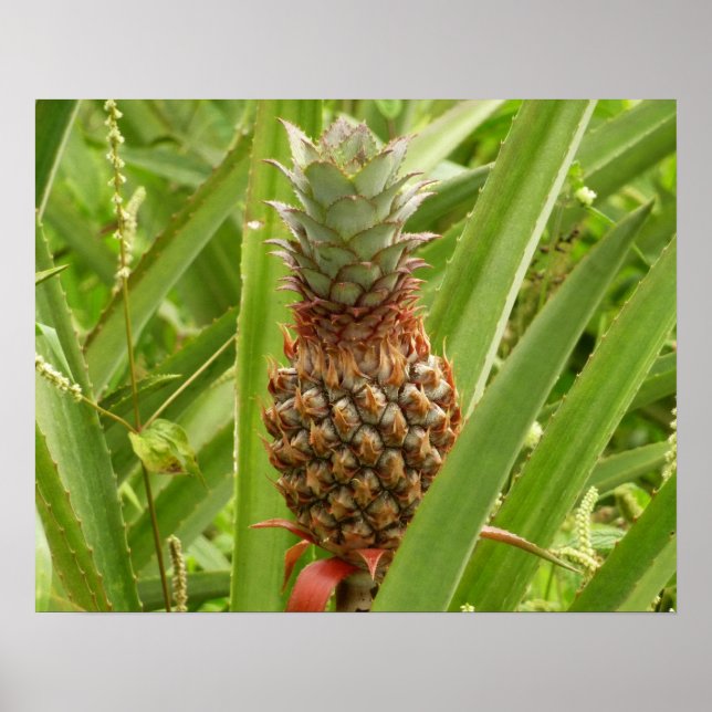 Vild Tropiska frukter av ananas Poster (Framsidan)