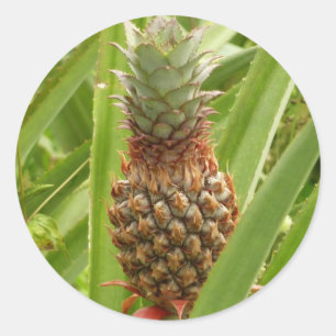 Vild Tropiska frukter av ananas Runt Klistermärke