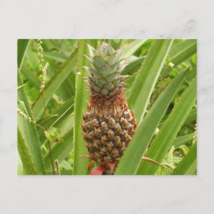 Vild Tropiska frukter av ananas Vykort