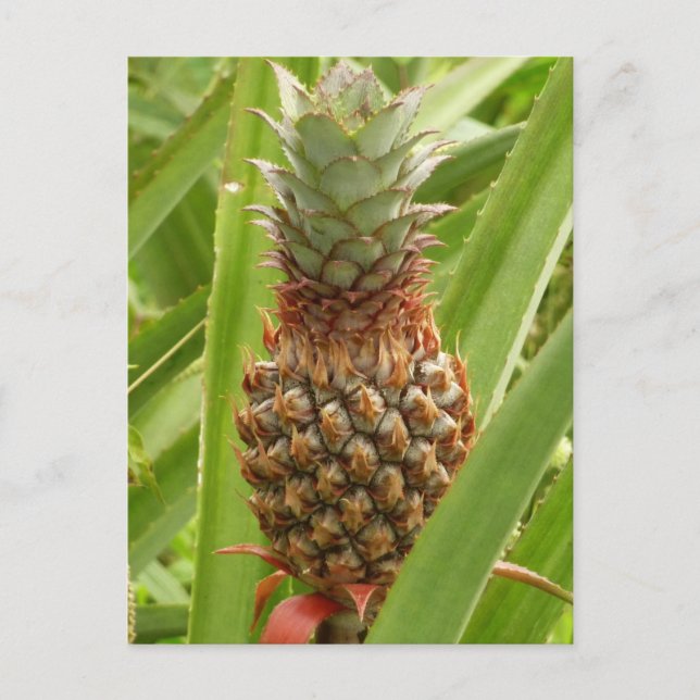 Vild Tropiska frukter av ananas Vykort (Framsida)