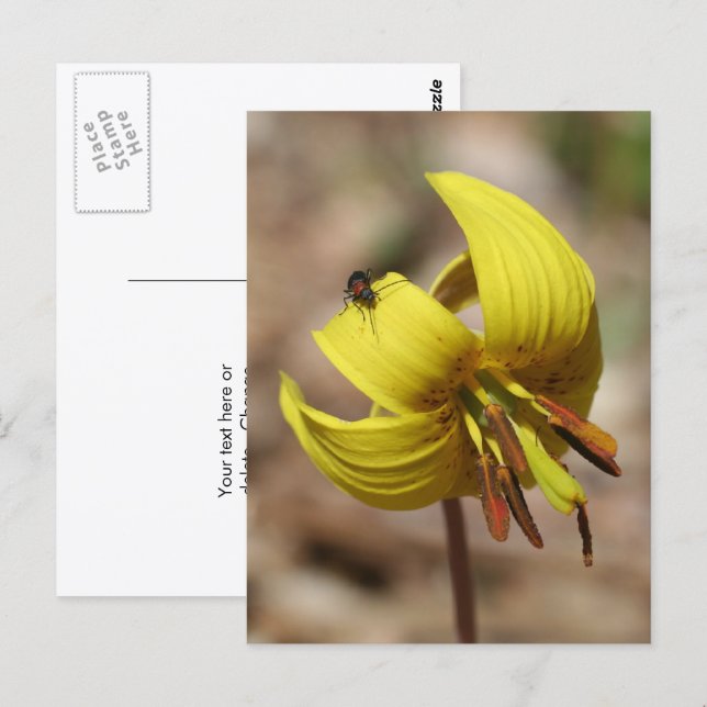 Vild Trouselilja Blomma Och Vän Personlig Vykort (Fram/baksida)