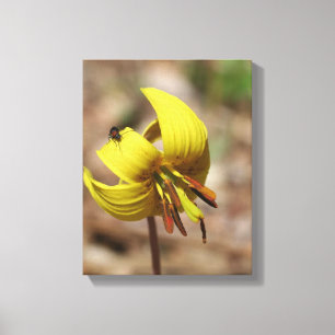 Vild Trout Lily blommar och Firefly Friend Canvastryck