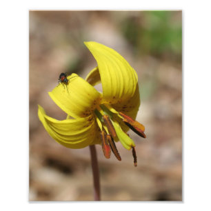 Vild Trout Lily blommar och Fläkt vän 8 x 10 Fototryck