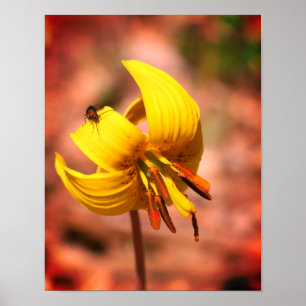 Vild Trout Lily blomning och Insekt Friend-färgad Poster