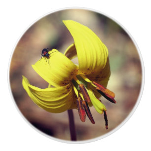 Vild Trout Lily Flower och Insekt Friend Knopp
