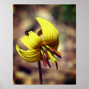 Vild Trout Lily Flower och Insekt Friend Poster