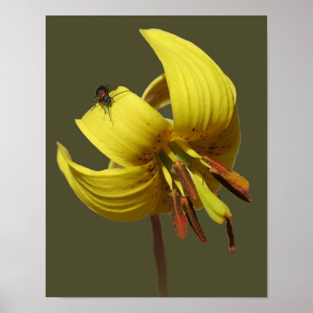 Vild Trout Lily och Firefly Friend Poster (Framsidan)