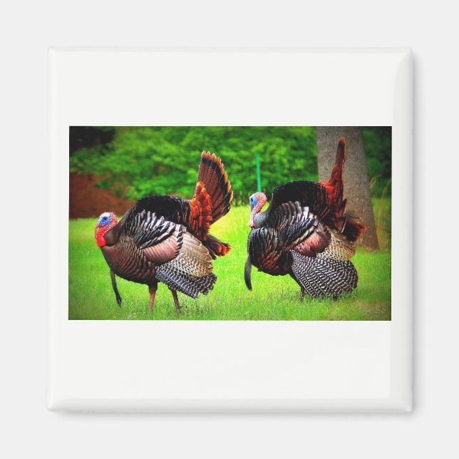 Vild Turkey Decorated Magnet (Framsidan)