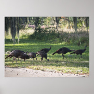 Vild Turkey i Poster av grassfoto