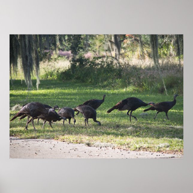 Vild Turkey i Poster av grassfoto (Framsidan)