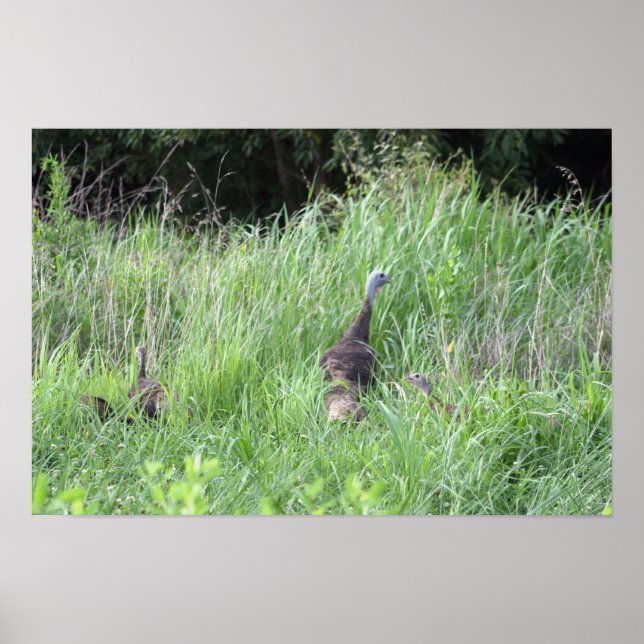 Vild Turkey in Grass Poster (Framsidan)