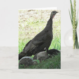 Vild Turkey Kort