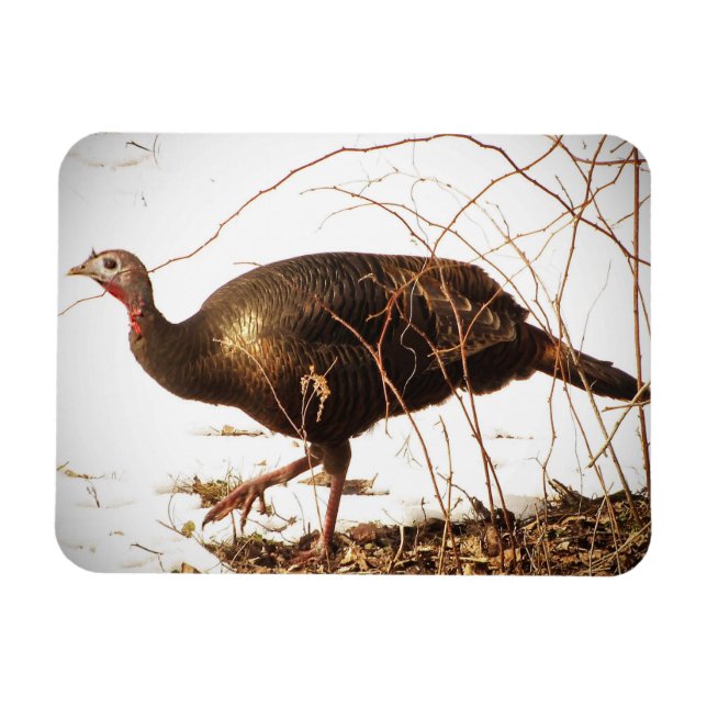 Vild Turkey Magnet (Horisontell)