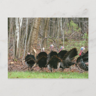 Vild Turkey Photo by Lorette Starr Postcard Vykort