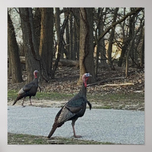 Vild Turkey Photo Poster