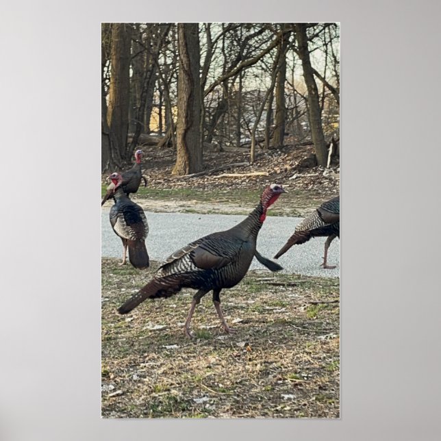 Vild Turkey Photo Poster (Framsidan)