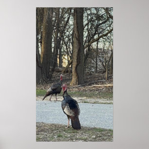 Vild Turkey Photo Poster
