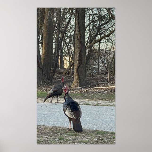 Vild Turkey Photo Poster (Framsidan)