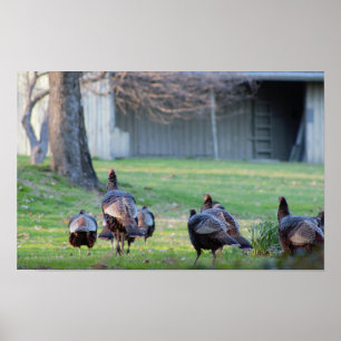 Vild Turkey Poster