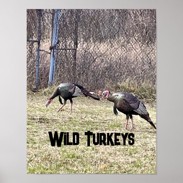 Vild Turkey Poster (Framsidan)
