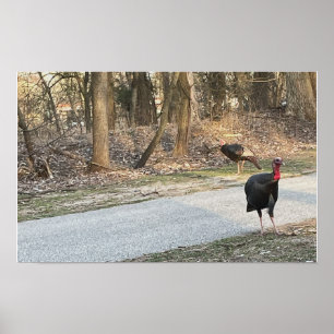 Vild Turkey Poster