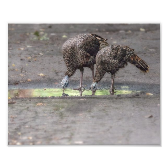 Vild Turkey som drar från Puddle Print Fototryck (Framsidan)