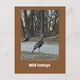 Vild Turkey-vykort Vykort