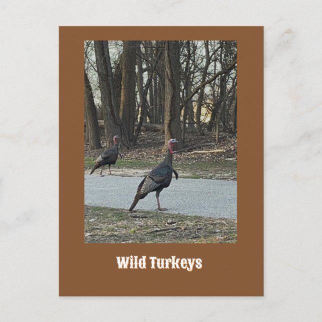 Vild Turkey-vykort Vykort (Framsida)