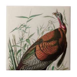 Vild Turkiet Birds of America Audubon Print Kakelplatta