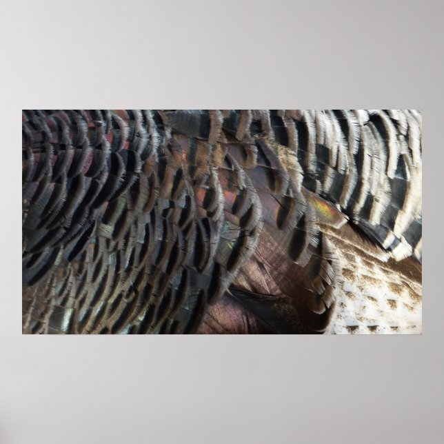 Vild Turkiet Feathers I Abstrakt Natur Design Poster (Framsidan)
