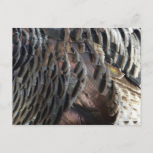 Vild Turkiet Feathers I Abstrakt Natur Design Vykort