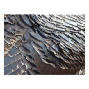 Vild Turkiet Feathers II Abstrakt Natur Design Fototryck