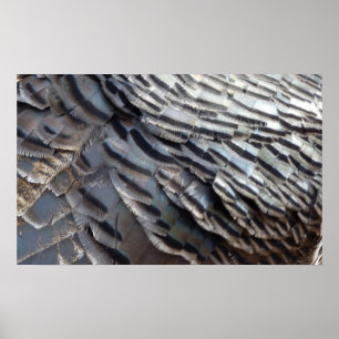 Vild Turkiet Feathers II Abstrakt Natur Design Poster