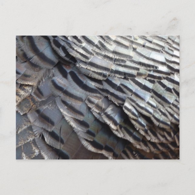 Vild Turkiet Feathers II Abstrakt Natur Design Vykort (Framsida)