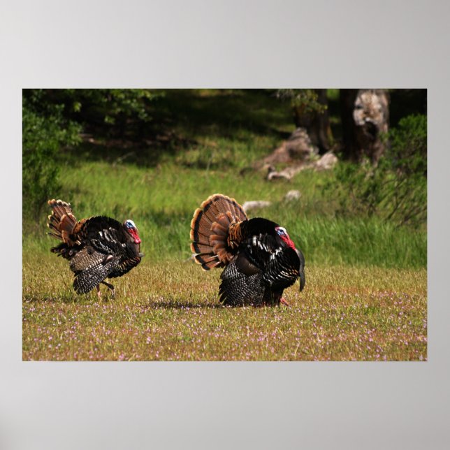 Vild Turkiet Gobblers Poster (Framsidan)