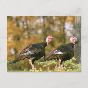 Vild Turkiet Gobblers Vykort