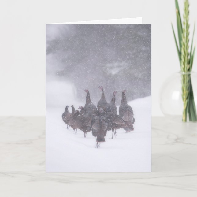 Vild Turkiet-hälsningskort Kort (Framsida)