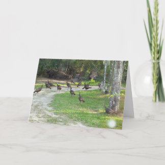 Vild Turkiet Helgkort