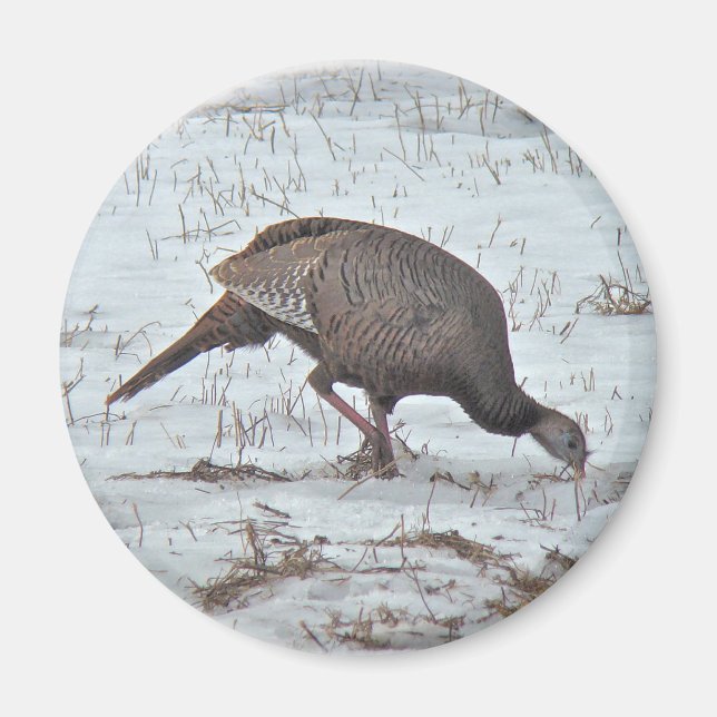 Vild Turkiet i Snowy Fält Magnet (Framsidan)