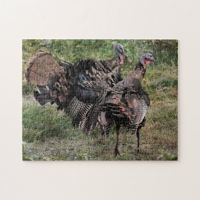 Vild Turkiet inför kampen Pussel (Horisontell)