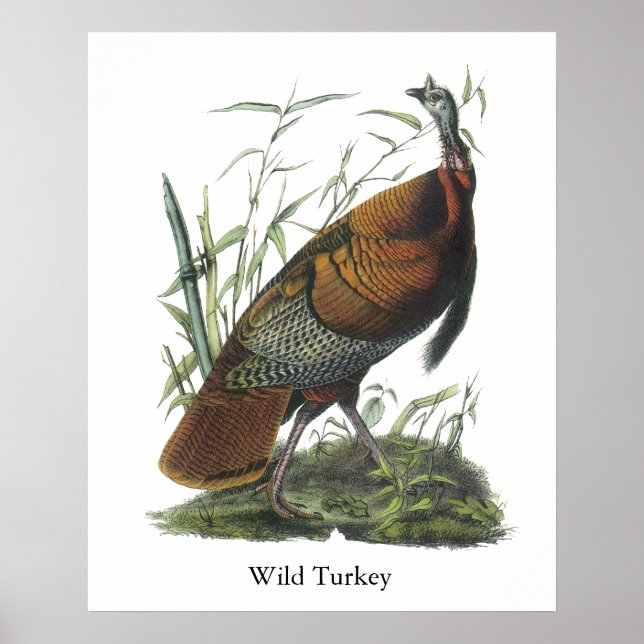 Vild Turkiet, John Audubon Poster (Framsidan)