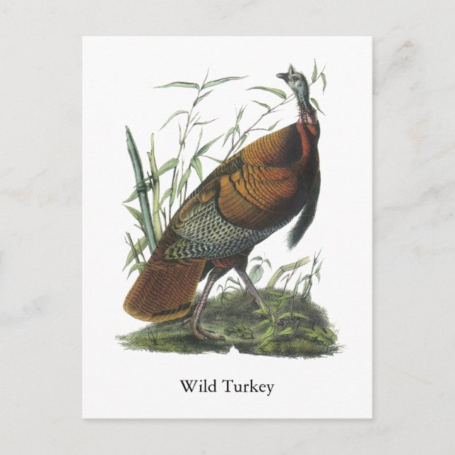 Vild Turkiet, John Audubon Vykort (Framsida)