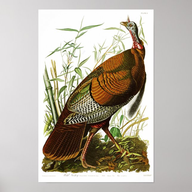 Vild Turkiet John James Audubon Birds of America Poster (Framsidan)